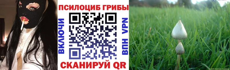 Псилоцибиновые грибы Cubensis  Зеленогорск 